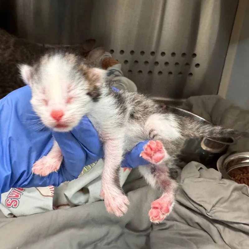 A baby small-sized male White Domestic Short Hair cat named Thunder for adoption in Lynchburg, VA