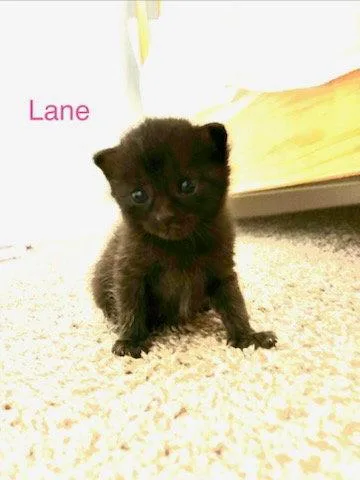 A baby medium-sized male Domestic Medium Hair cat named Lane for adoption in Blairsville, GA