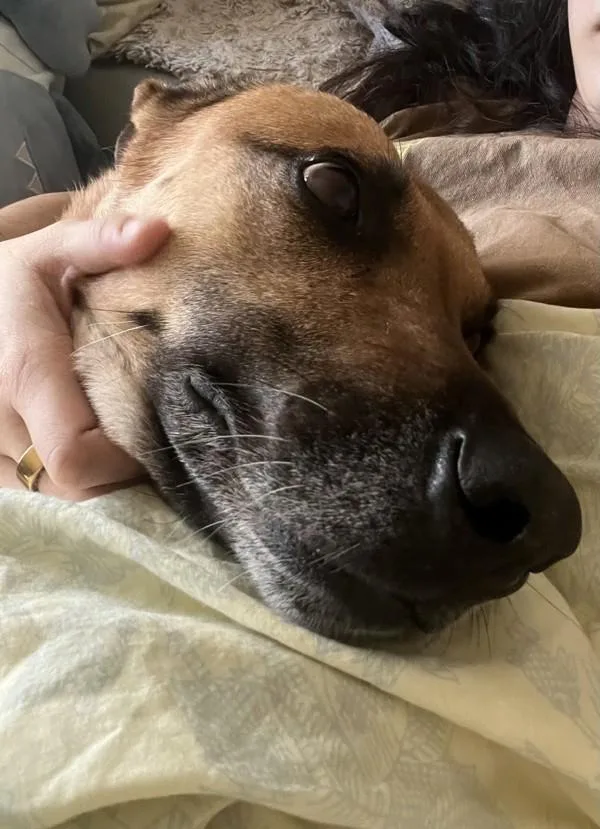 An adult large-sized male German Shepherd Dog dog named Cupid for adoption in San Diego, CA