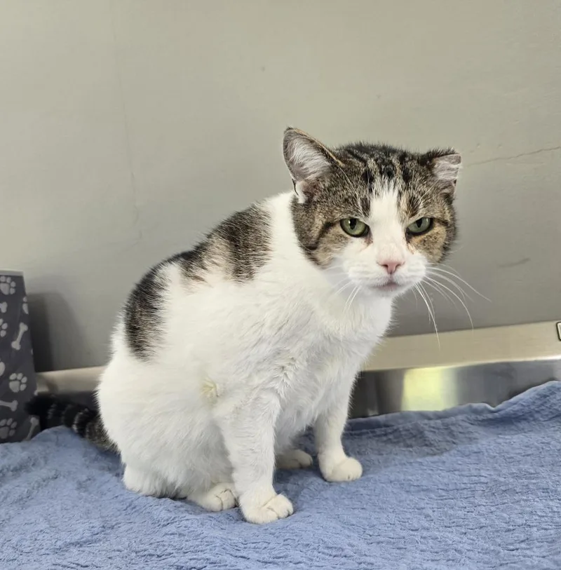 An adult large-sized female Domestic Short Hair cat named Plum for adoption in Dickson, TN
