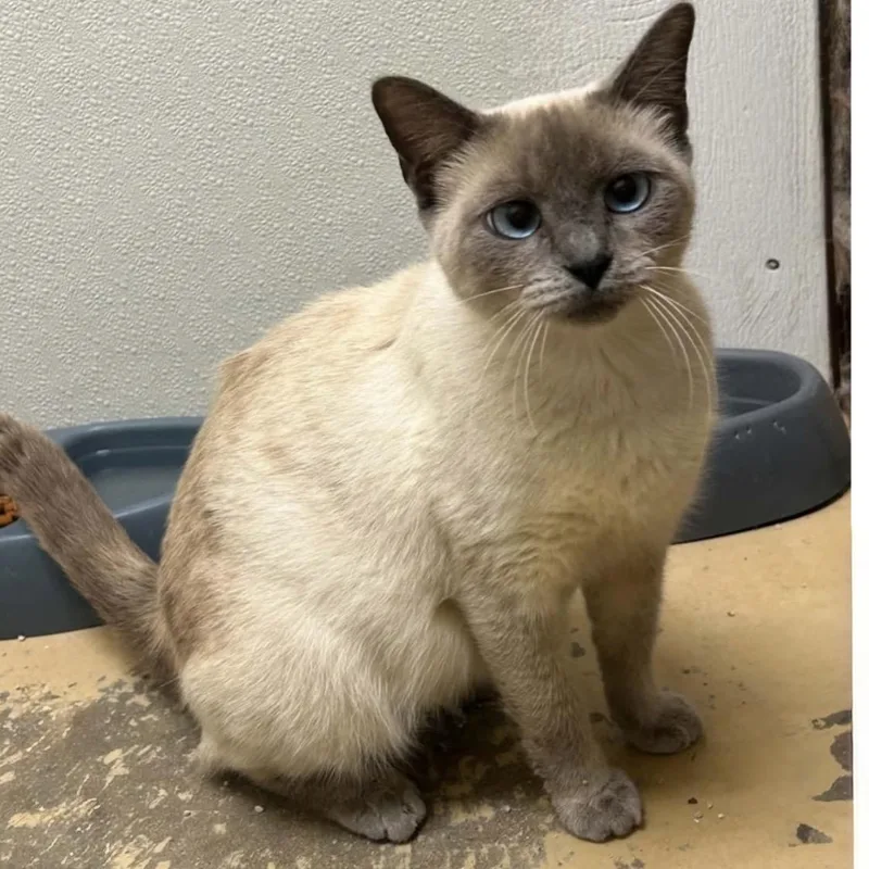 An adult medium-sized female Blue Point Siamese cat named Sasha for adoption in Porter, TX
