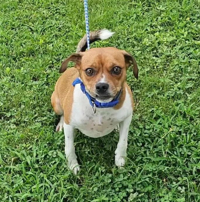 An adult small-sized male Golden Chiweenie dog named Bo for adoption in Newfoundland, NJ