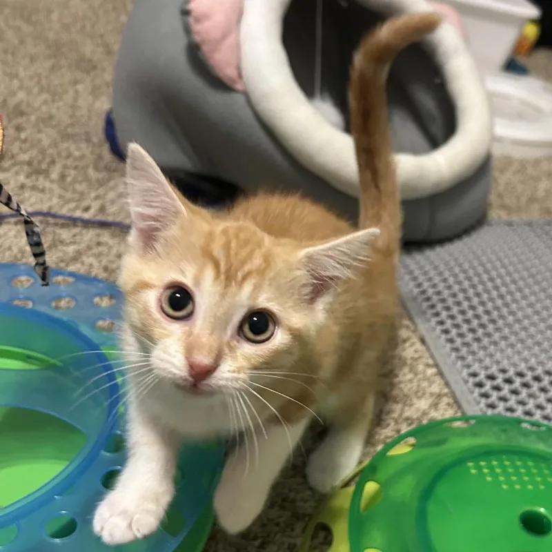A baby small-sized female Orange / Red Domestic Short Hair cat named Poblano for adoption in Evansville, IN