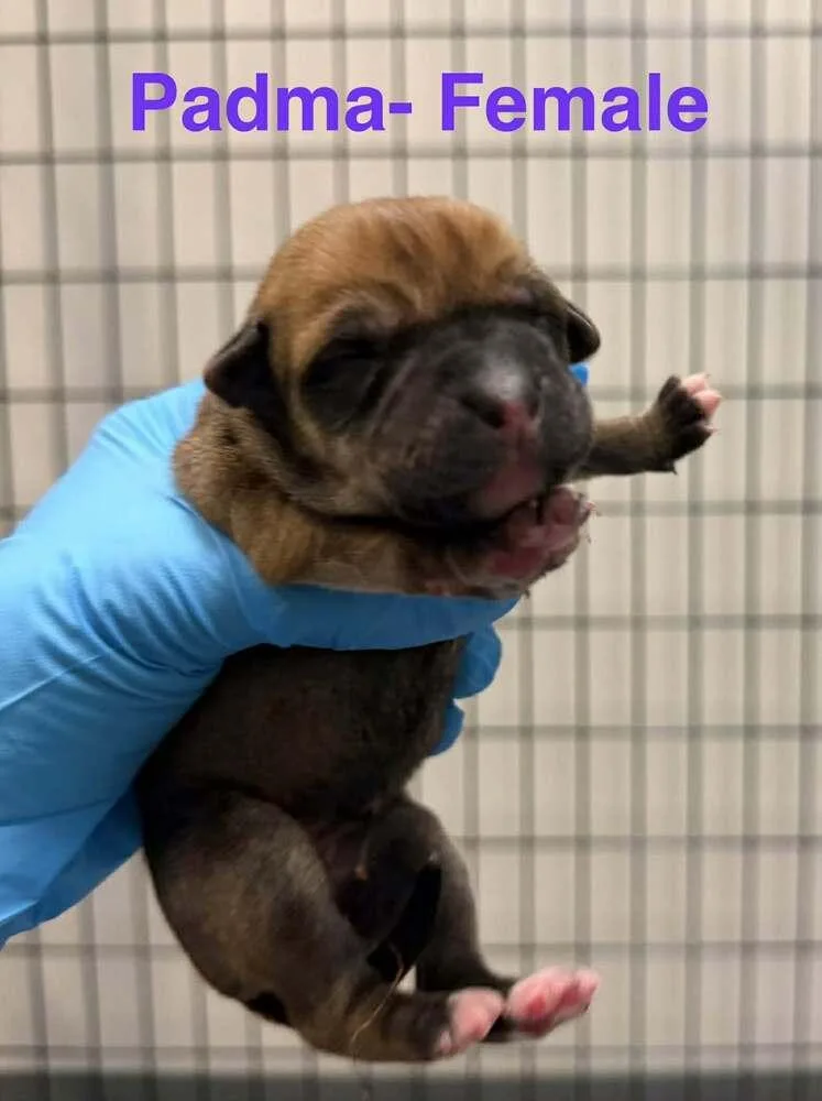 A baby medium-sized female Tricolor (Brown, Black, & White) Shepherd dog named Padma for adoption in Clinton Township, MI
