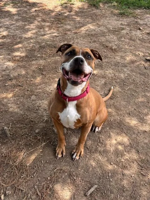 An adult medium-sized female Pit Bull Terrier dog named Jade for adoption in Bloomington, IN