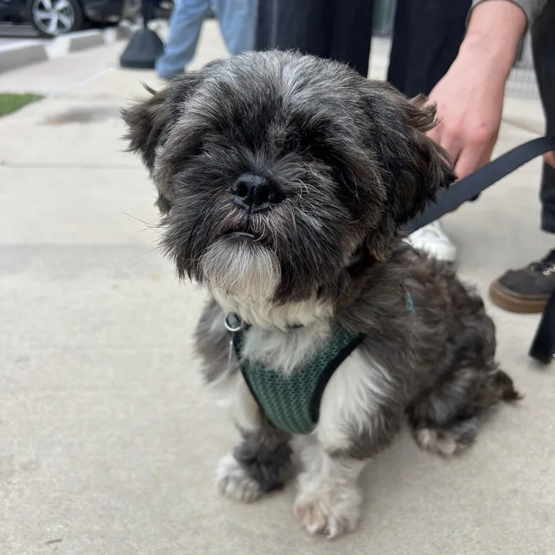 An adult small-sized male Gray / Blue / Silver Shih Tzu dog named Jasper for adoption in Pflugerville, TX