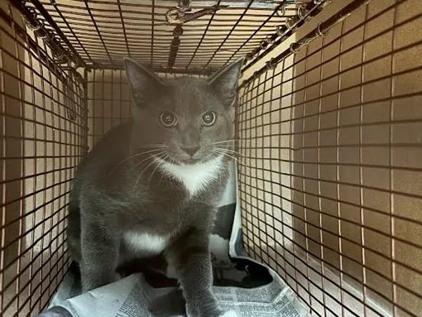 A baby small-sized unknown Domestic Short Hair cat named Cameron for adoption in Austin, TX