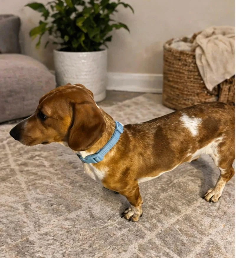 Cooper