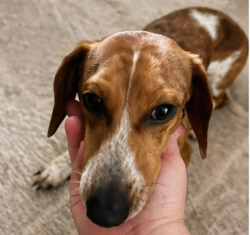 Cooper thumbnail 5