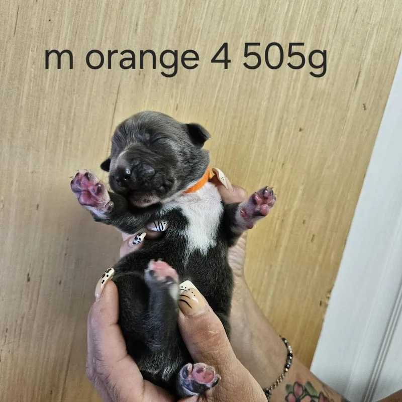 Goldieloxx Pup Johnny