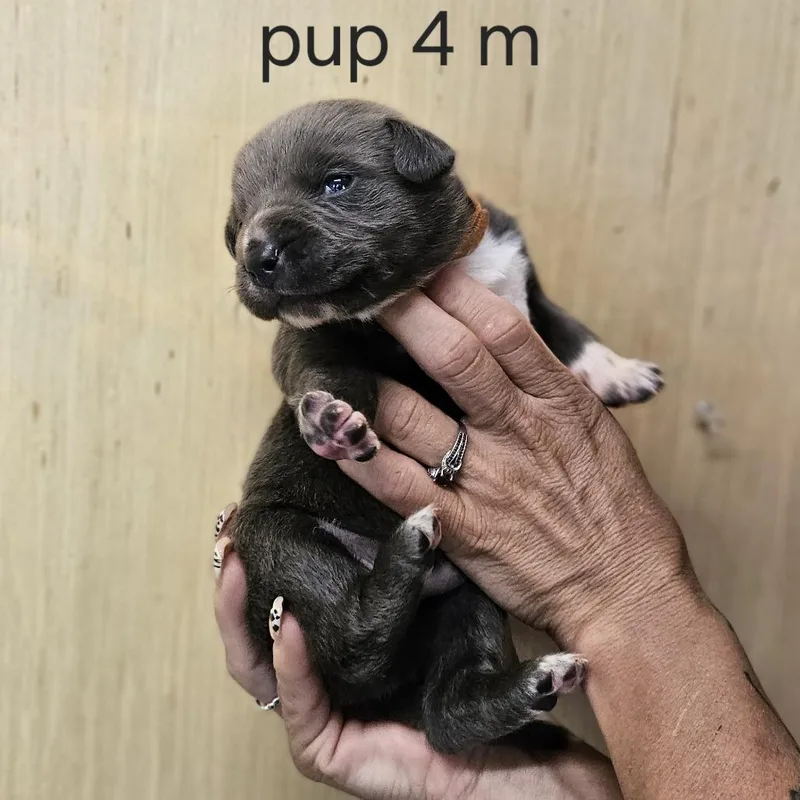 Goldieloxx Pup Johnny thumbnail 2