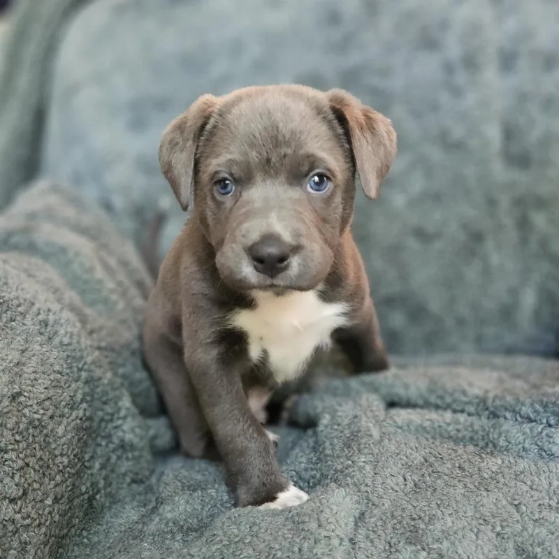 Goldieloxx Pup Johnny thumbnail 3