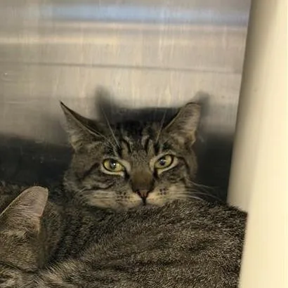 A young medium-sized male Brown / Chocolate Domestic Short Hair cat named Annesburg for adoption in Salt Lake City, UT