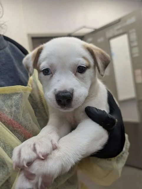 A baby small-sized female Pit Bull Terrier dog named Anna for adoption in Tucson, AZ