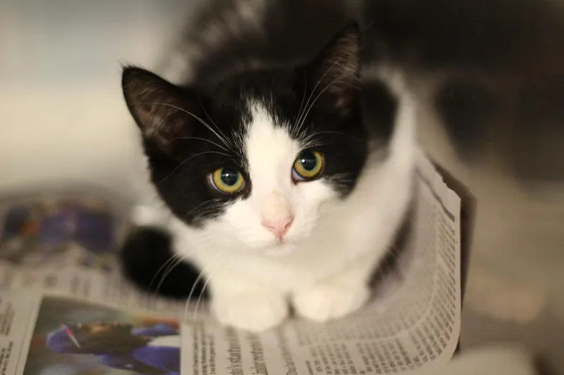 A baby small-sized male Domestic Short Hair cat named Meatball for adoption in Toledo, OH