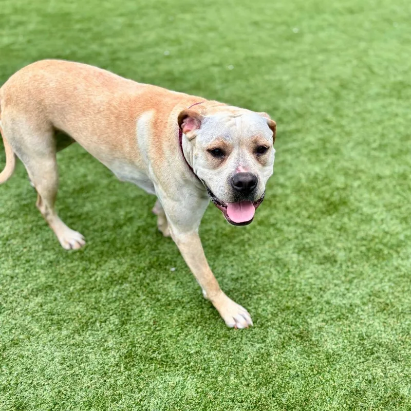 A young large-sized female Yellow / Tan / Blond / Fawn Pit Bull Terrier dog named Jada for adoption in Parkersburg, WV