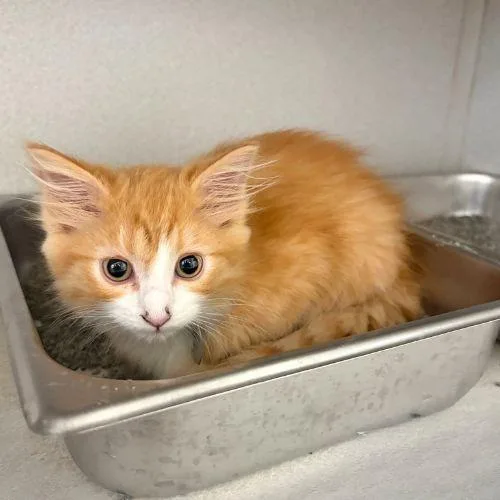 A baby small-sized male Domestic Long Hair cat named Charlie for adoption in Aurora, CO