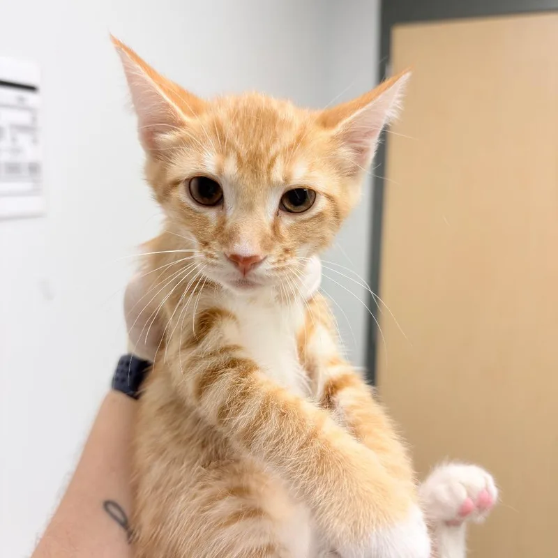 A baby small-sized male Orange / Red Domestic Short Hair cat named Blackberry for adoption in Jacksonville, FL