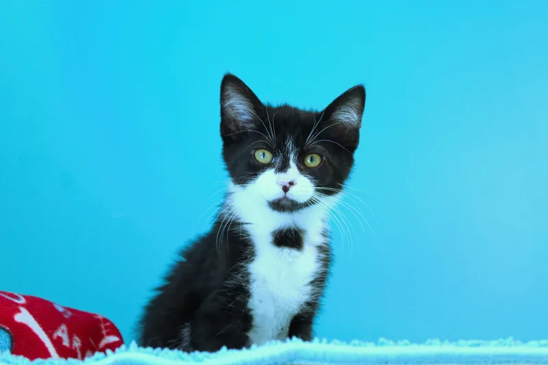 A baby medium-sized female Black & White / Tuxedo Tuxedo cat named Moo for adoption in Urbana, OH