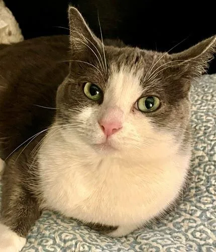 A young medium-sized female Gray & White Tuxedo cat named Cubby Bear for adoption in Los Angeles, CA