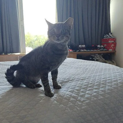 An adult medium-sized male Tabby (Brown / Chocolate) Domestic Short Hair cat named Squeaky for adoption in Tampa, FL