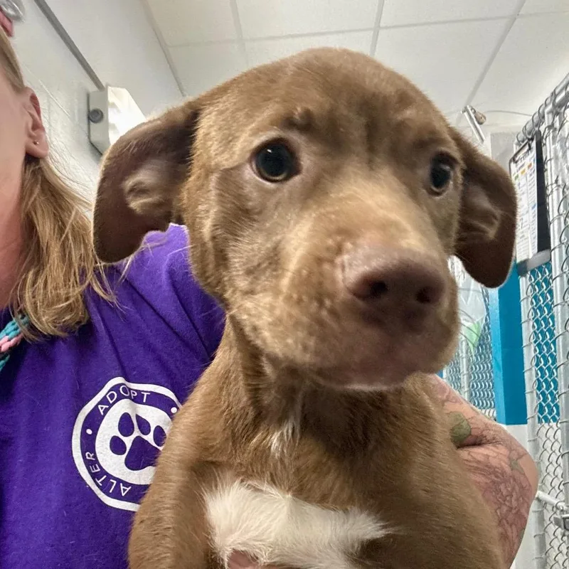 A baby medium-sized female Chocolate Labrador Retriever dog named Gwenevere for adoption in Evansville, IN