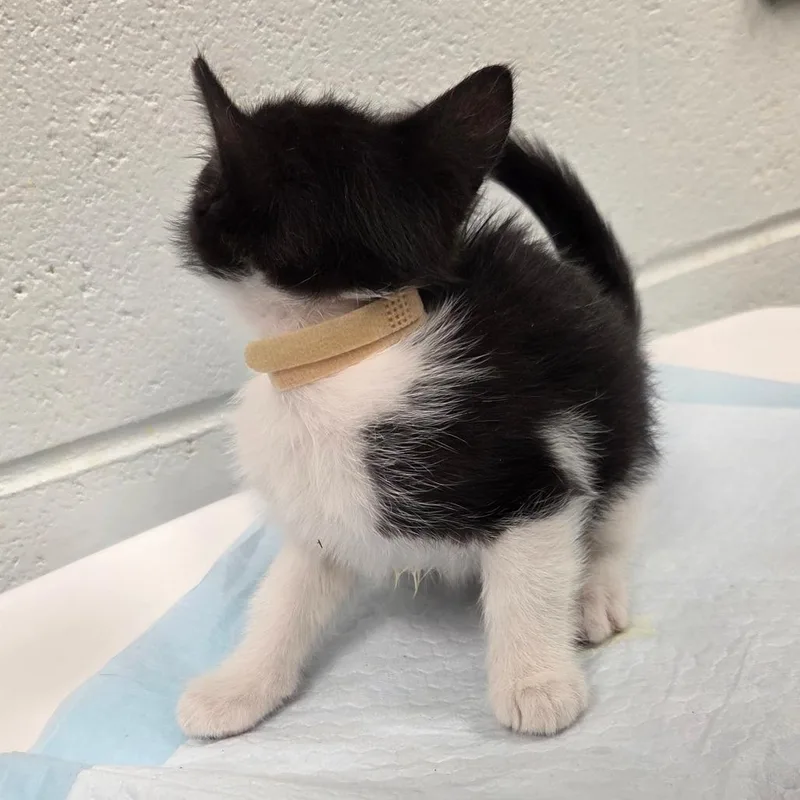 A baby small-sized female Black Domestic Short Hair cat named Private for adoption in Chattanooga, TN