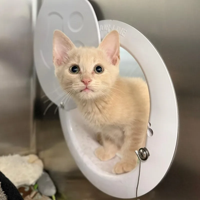 A baby small-sized male Buff / Tan / Fawn Domestic Short Hair cat named Winston for adoption in Marshall, VA