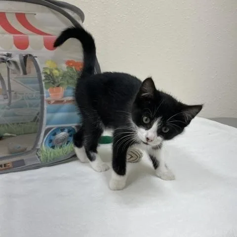 A baby medium-sized female Black & White / Tuxedo Domestic Short Hair cat named Amethyst for adoption in Red Wing, MN
