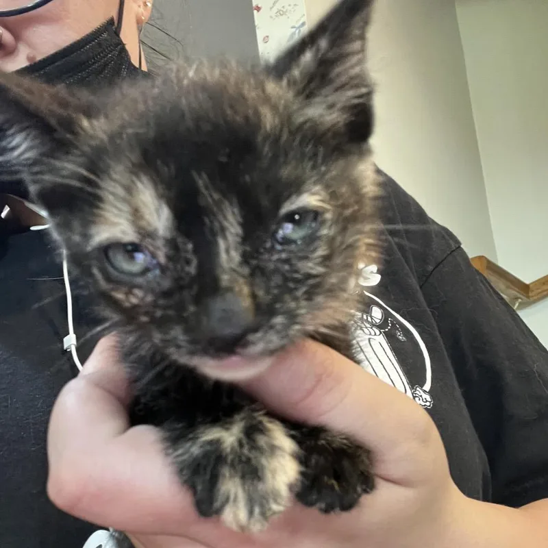 A baby small-sized female Tortoiseshell Domestic Short Hair cat named Manhattan for adoption in Waldorf, MD