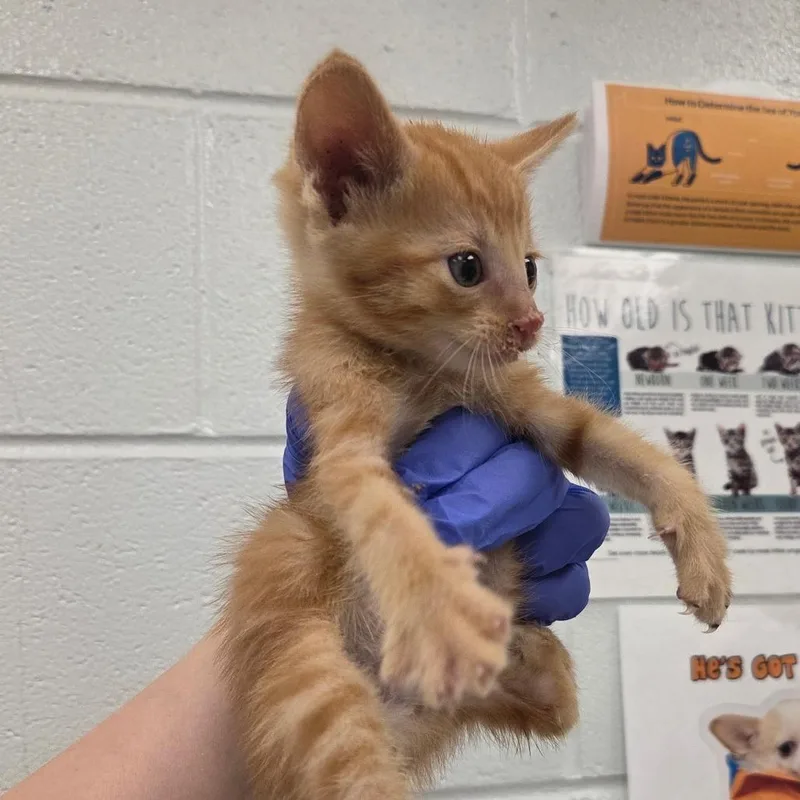 A baby small-sized male Orange / Red Domestic Short Hair cat named Creme Brulee for adoption in Chattanooga, TN
