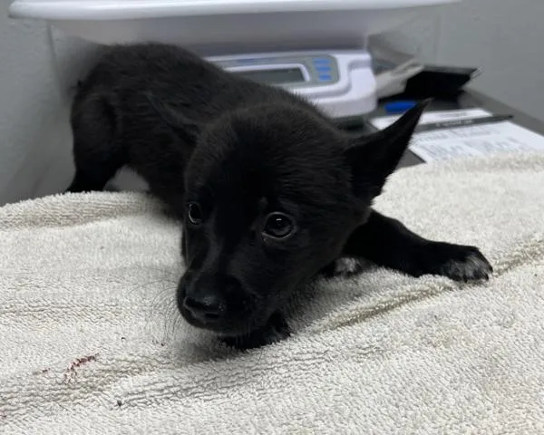 A young large-sized male German Shepherd Dog dog named Rex for adoption in Escondido, CA