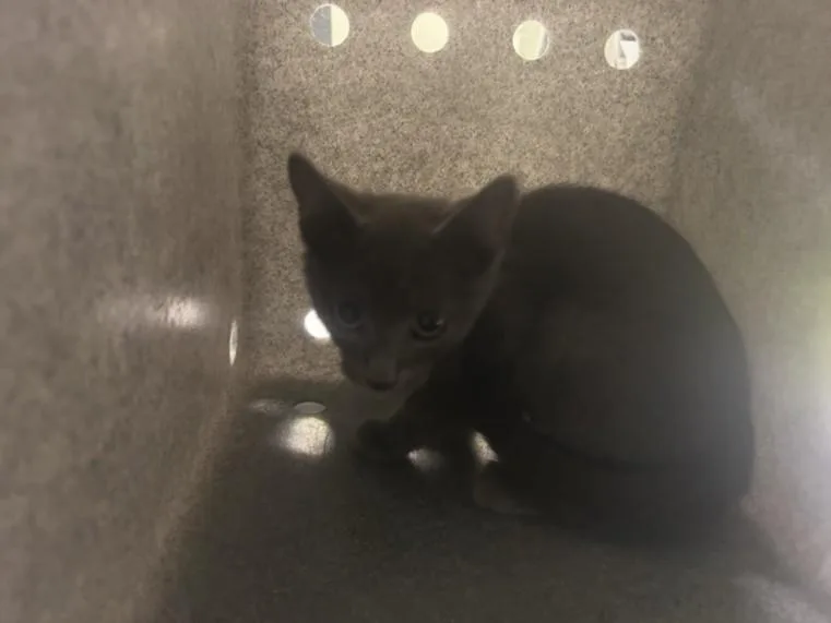 A baby small-sized female Domestic Short Hair cat named Kim for adoption in Los Angeles, CA