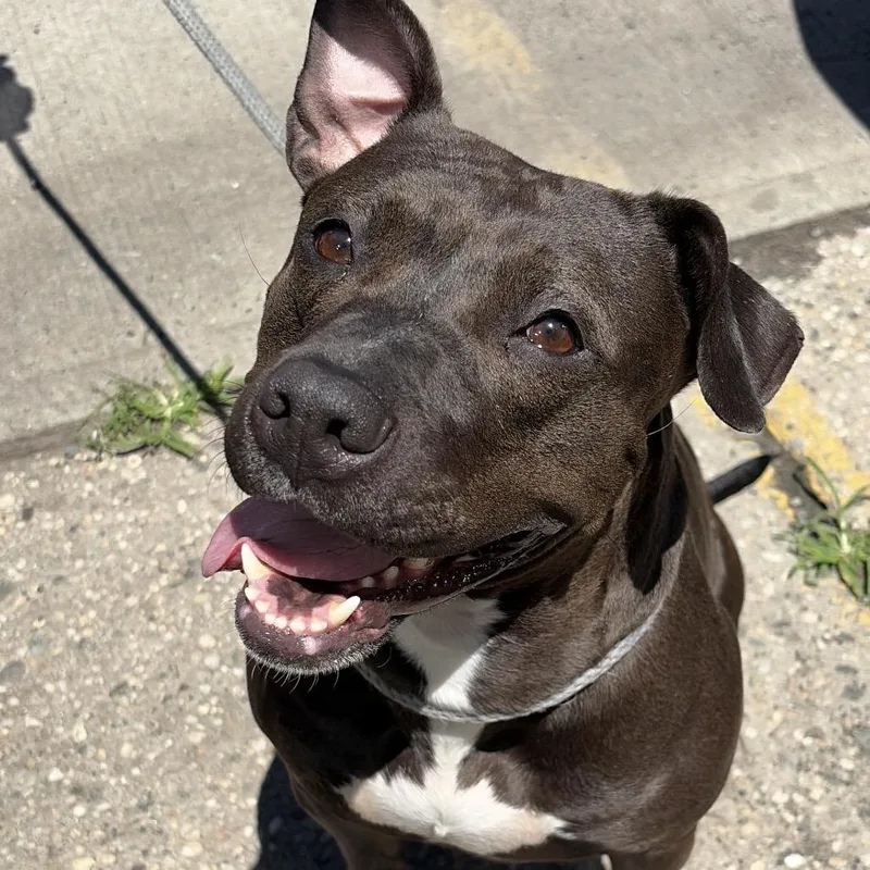 An adult medium-sized female Black Pit Bull Terrier dog named Lexi for adoption in Newark, NJ