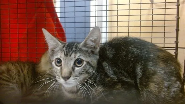 A baby small-sized female Domestic Short Hair cat named Chloe for adoption in Miami, FL
