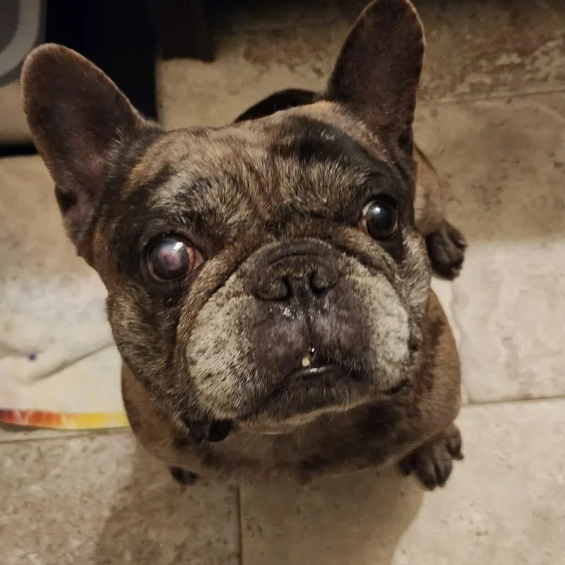A senior small-sized male Gray / Blue / Silver French Bulldog dog named Jaxson for adoption in Houston, TX