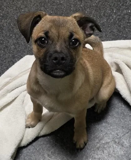 A young small-sized male Pug dog named Butterscotch for adoption in Roseville, CA