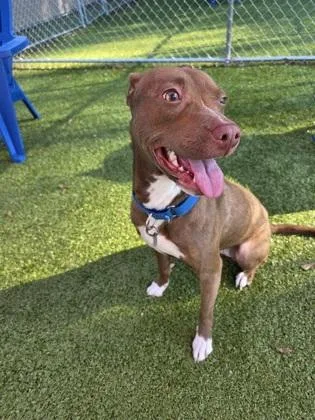 An adult large-sized female Mixed Breed dog named Sadie for adoption in Savannah, GA