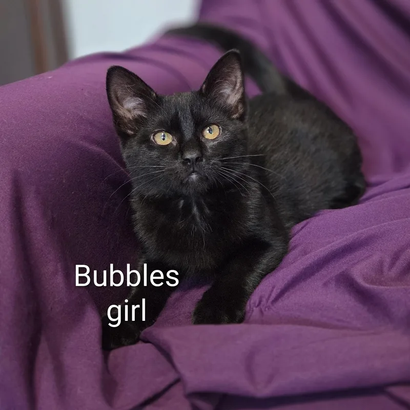A baby medium-sized female Black Domestic Short Hair cat named Bubbles for adoption in Wyandotte, MI