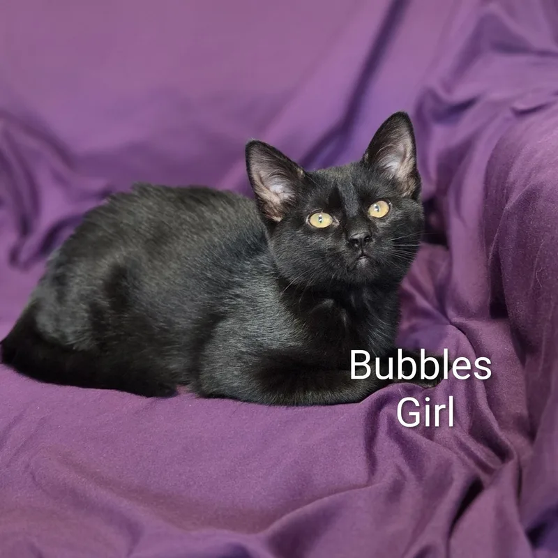 Bubbles thumbnail 3