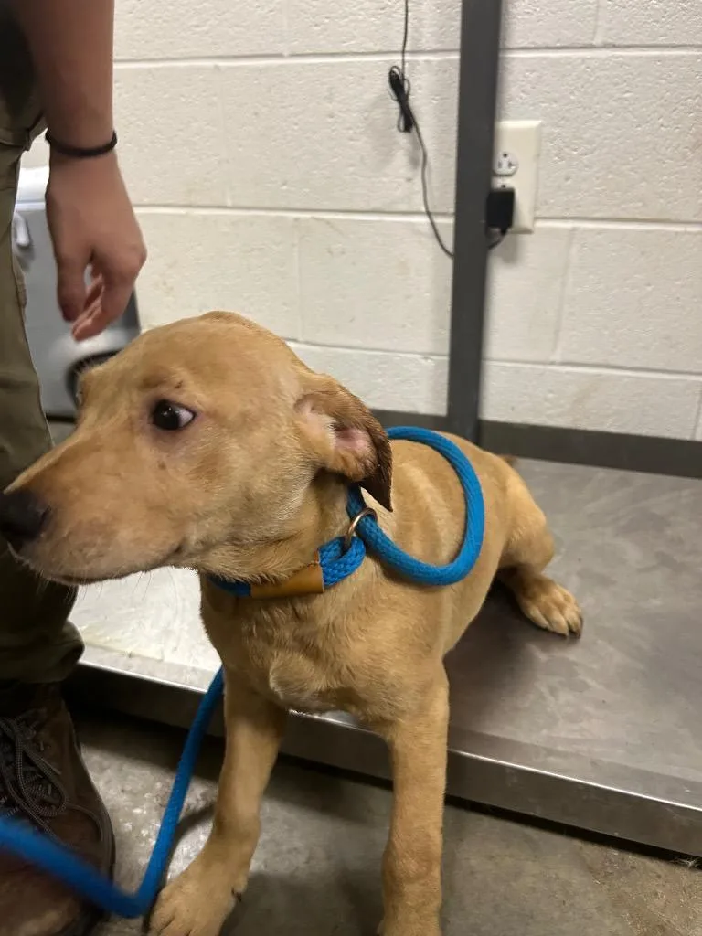 A baby small-sized male Mixed Breed dog named Yeller for adoption in Oxford, NC