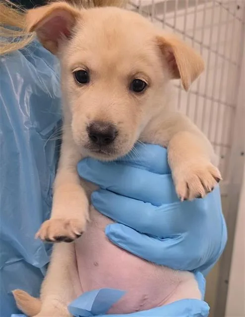 A baby medium-sized female Husky dog named Pastrami for adoption in San Antonio, TX