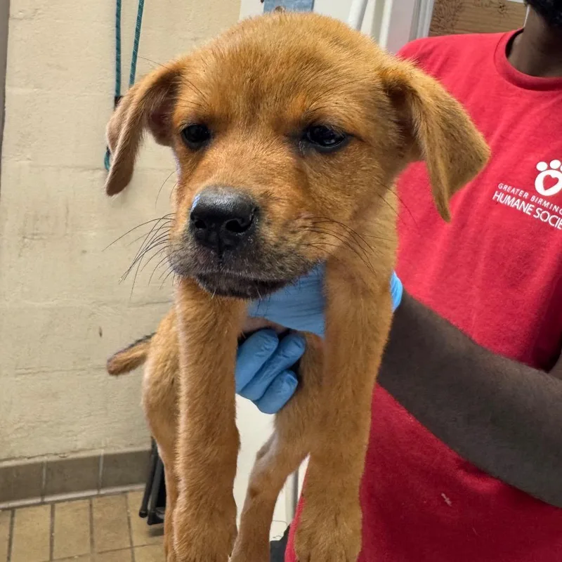 A baby small-sized female Brown / Chocolate Labrador Retriever dog named Dawsin for adoption in Birmingham, AL