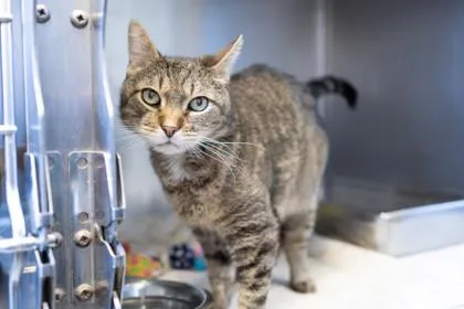 A senior medium-sized male Domestic Short Hair cat named Oliver for adoption in Ringoes, NJ