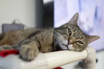 Oliver thumbnail 2
