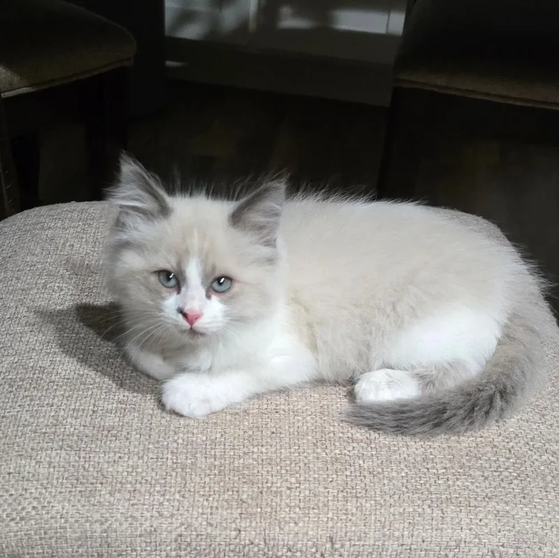 A baby small-sized female Ragdoll cat named Snowcone for adoption in Bentonville, AR