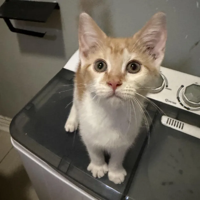 A baby small-sized male Orange / Red Domestic Long Hair cat named Marmalade for adoption in Long Beach, CA