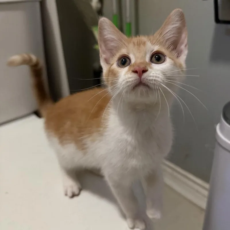 Marmalade thumbnail 3