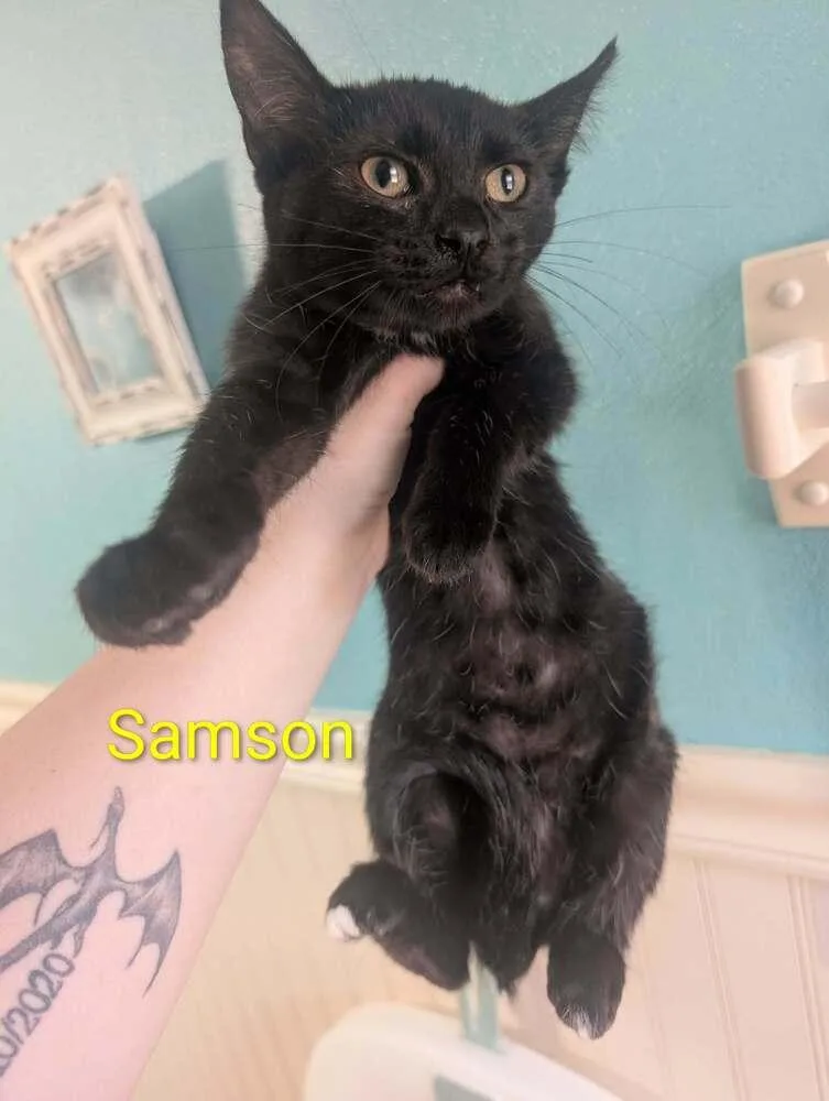 Samson