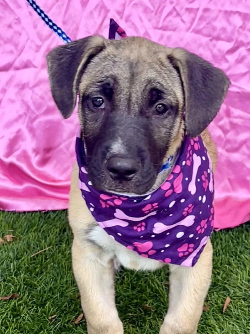 A baby medium-sized female Apricot / Beige Shepherd dog named Brookie for adoption in Rowland Heights, CA